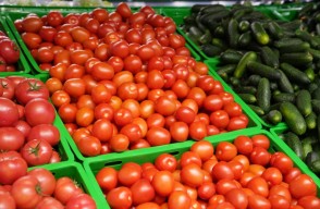 Tomato Market Price Today in Uttar Pradesh on 27 March 2024